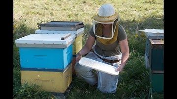 Varroa mite monitoring: Sticky board