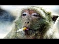 Funny monkeyss  funniest monkey will make you laugh hard compilation