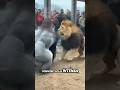 Confrontación entre un León y un Gorila #animals