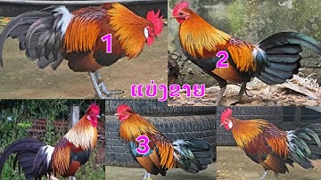 qaib dib qua zoo 2026 qaib qus f2 f3 dib tuaj zoo qua zoo tshaj plaws ໄກ່ຕໍ່ຂັນມ່ວນໆ ไก่ต่วไก่ป่า