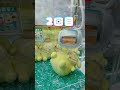 サンリオ シュガーパーティBIGぬいぐるみ!ポムポムプリンがセニョールピンクに似てる!? #shorts