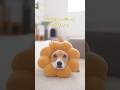 ポン・デ・コーギーになりたい⁉️🍞