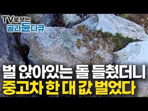 먹고 살기 위해 매일 같이 산에 오르는 70대 부부. 절벽 아래 바위틈 돌 들췄더니 대박! 한 번에 중고차 한 대 값 돈 벌었다｜약이 되는 산 속의 보물｜석청｜극한직업｜#골라듄다큐
