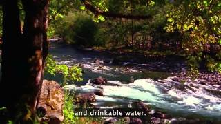 (ESL) Nature Beauty Gratitude #3 (TRANSCRIPTS & CAPTIONS)