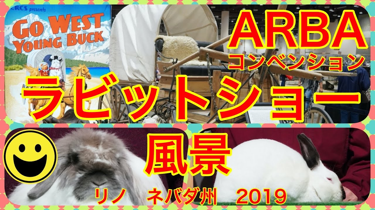 アメリカで毎年行われているうさぎのとても大きなラビットショー Arba Convention In Reno 19 Youtube アメリカで毎年行われているうさぎのとても大きなラビットショー Arba Convention In Reno 19 Youtube