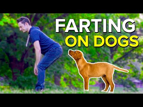 FARTING ON DOGS