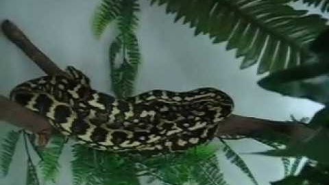 Jungle Carpet Python Enclosure (Part 3)