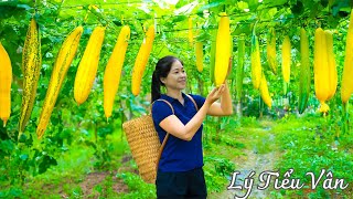 How to harvest Luffa & Goes to the market sell - Harvesting and Cooking | Daily Life