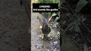 LYREBIRD bird sounds like gunfire