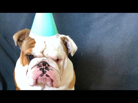 Pablo turns 7 today… SEVEN! To celebrate the legend himself, I’ve put this together 😎🌞