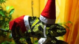 Christmas Chameleon