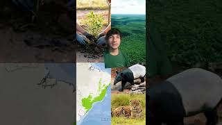 animales que volvieron gracias a la conservación #medioambiente #conservaciónambiental #bióloga
