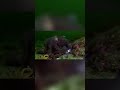 У осьминога 3 сердца ❤️😳 #осьминог #наука #океан #факты #животные #шортс