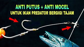 Rangkaian pancing dasaran untuk ikan predator | anti putus + anti mocel