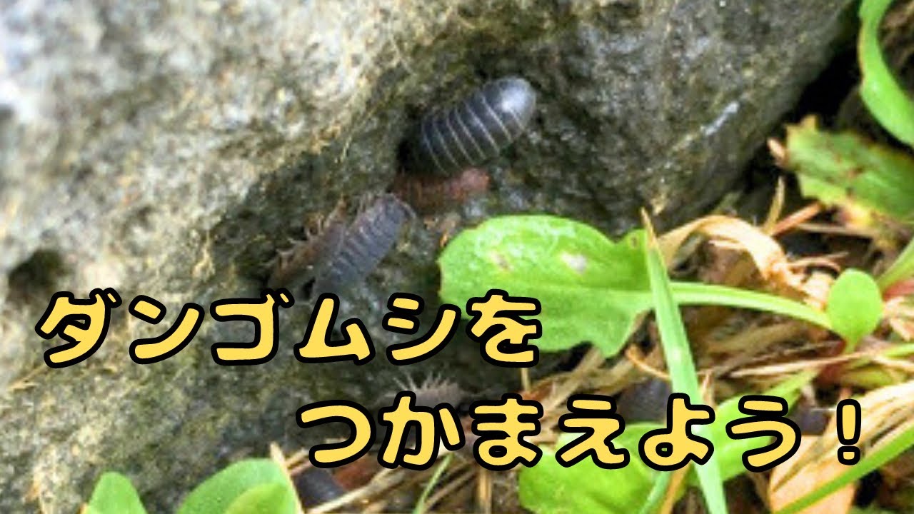 ダンゴムシをとろう！　#虫とり　#子ども向け　#ダンゴムシ