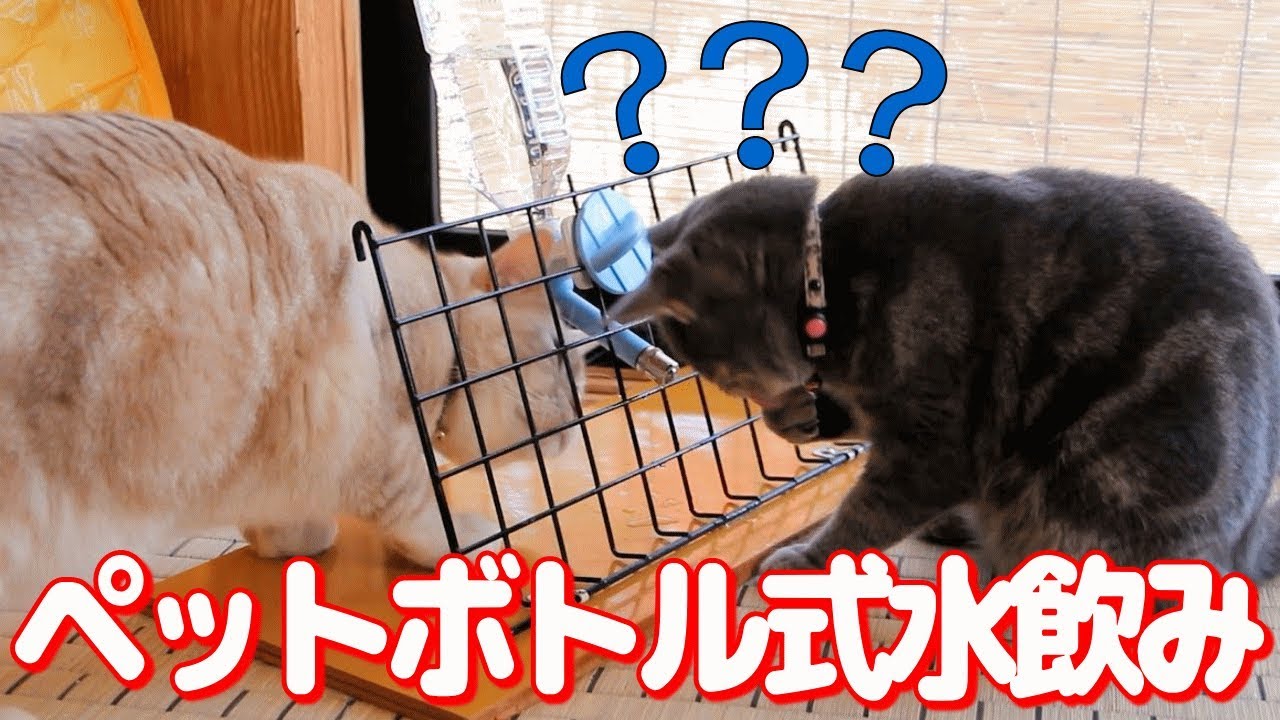 猫はウォーターノズル ペットボトル式水飲み器 を使ってくれるのか Youtube