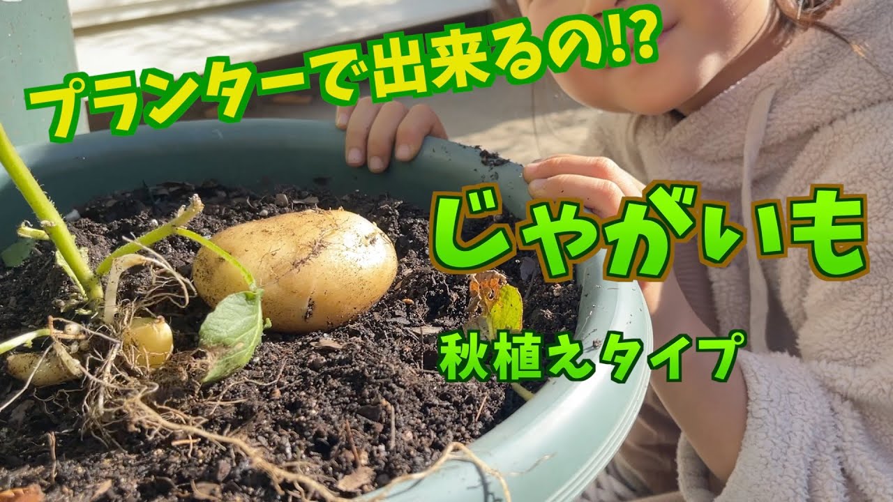 秋 植え じゃがいも