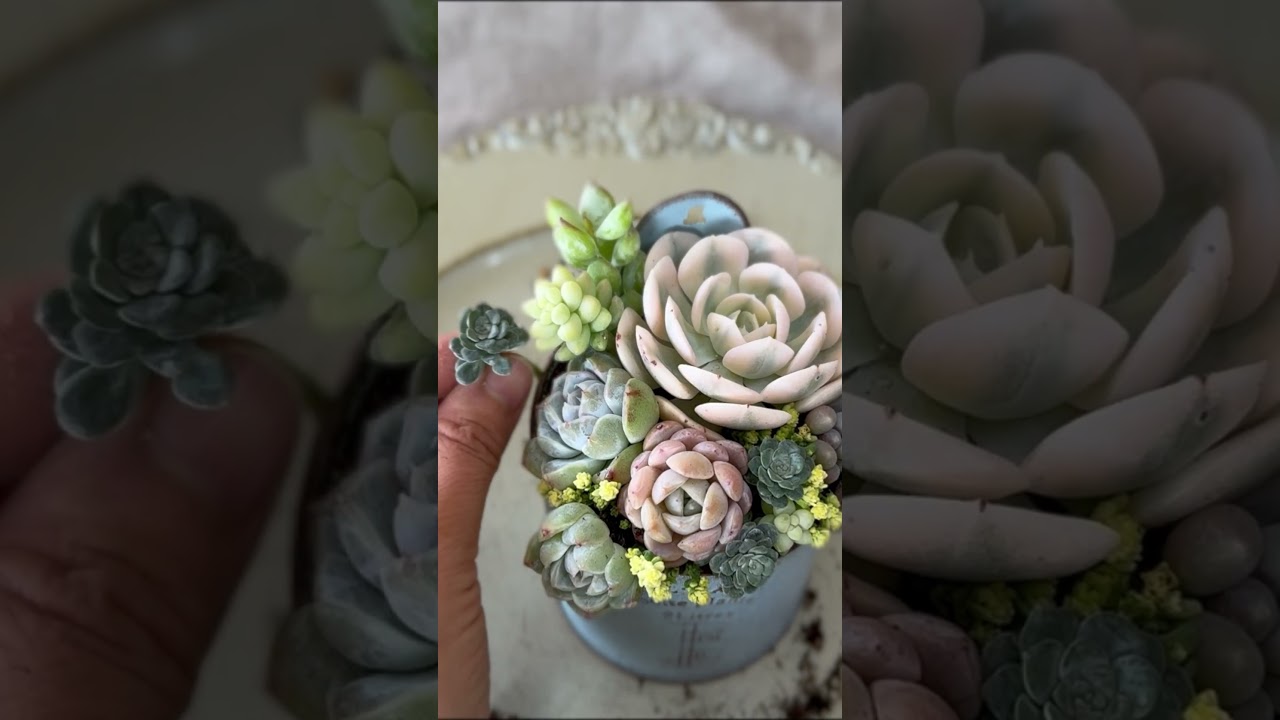 春色の壁掛け』多肉植物寄せ植え 寄せ植え#succulents #succulent