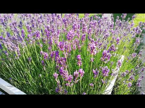 Video: Lavendel angustifolia