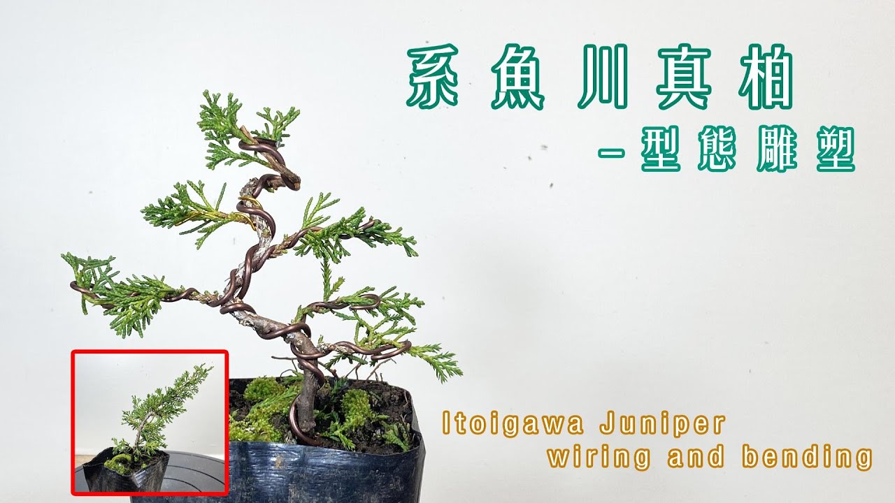 入門盆栽就一起跟著做吧！系魚川真柏型態雕塑！ Let's do it together