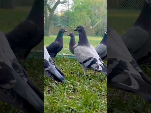 Can't wait to release them all #racingpigeons #pigeonsport #pigeonworld #pigeonhobby