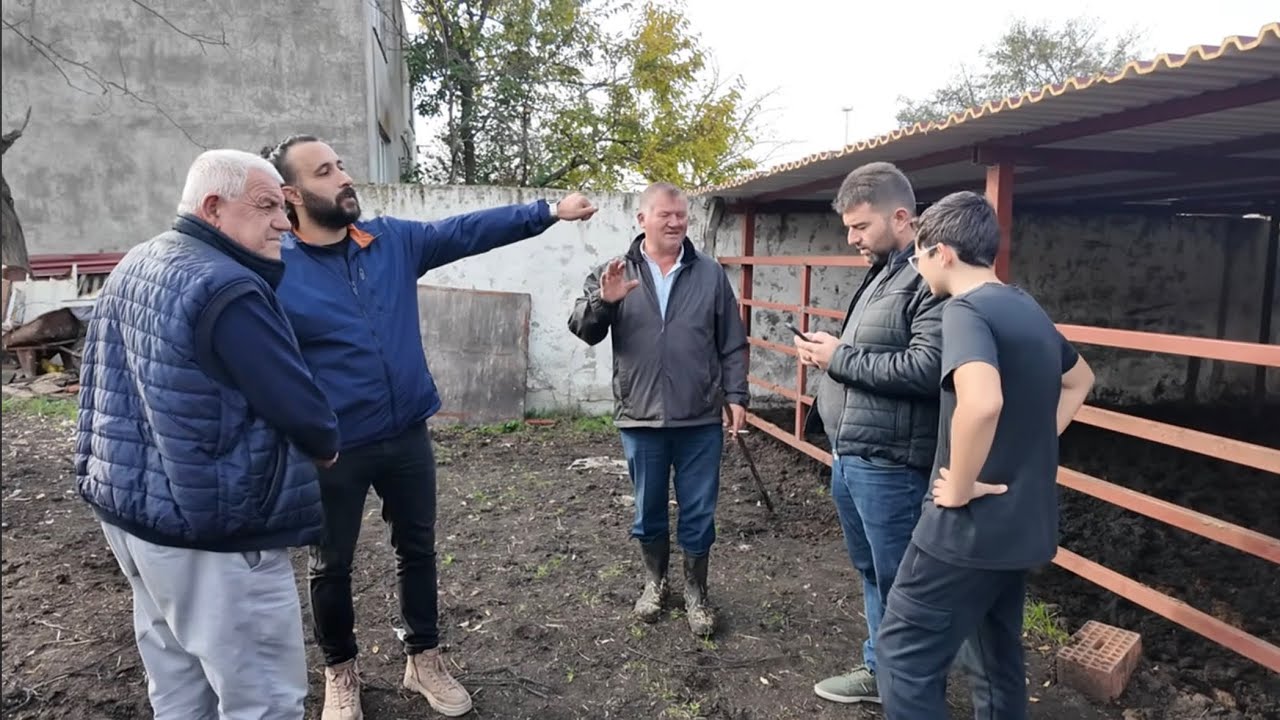 10 ADET DAMIZLIK DÜVEYİ MALKARADAN NAZMİ ABİYE SATTIK! PAZARLIK ve TESLİM ETTİK #keşfet #köy