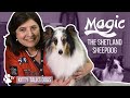 Grooming Magic the Shetland Sheepdog | Kitty Talks Dogs - TRANSGROOM