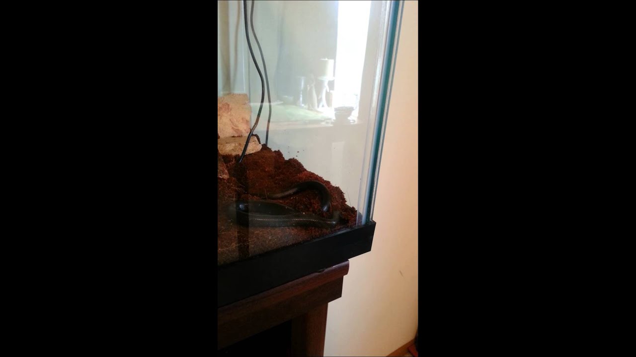 black mirror season 5 Snek, you can't escape that way