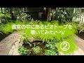 温室の中にあるビオトープを覗いてみた(^-^)/②