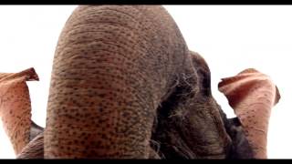 Deluxe TV - Large Animal Dentist  Music by Keith Kenniff