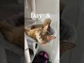 猫を飼うと家具がこうなりました