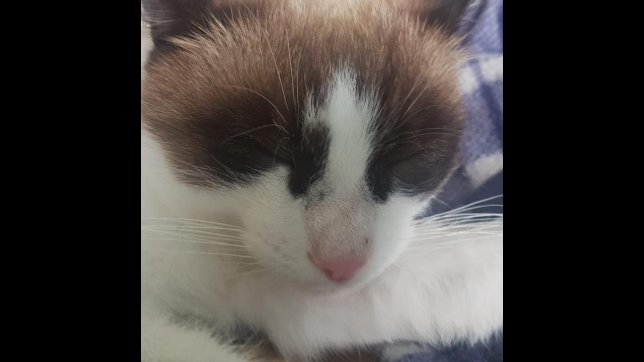 Мой первый стрим. SkyEVO FUNTIME