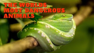 The Worlds Most Dangerous Animals