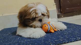 shihtzu playing with his 🐟toy,shihtzu playtime,#doglover #shihtzu #puppy #pets