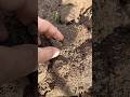 МУРАШКИ ПО КОЖЕ! НАШЕЛ В ЛЕСУ АРТЕФАКТ #metaldetecting #лесной #коп #metaldetector #золото #серебро