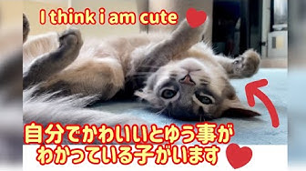 ソマリ子猫 Youtube ソマリ子猫 Youtube