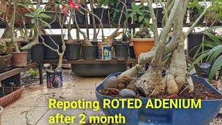 How to repot roted Adenium after 2 month of hanging, care & watring. Update video.