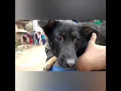 Video: Inspiriran svojim psom za spašavanje, ovaj Vet Spays & Neuters Dogs besplatno tijekom vikenda