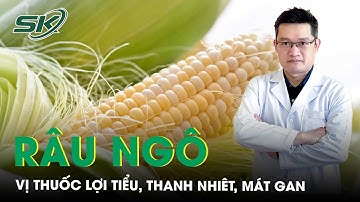 Râu ngô vị thuốc lợi tiểu, thanh nhiêt, mát gan | SKĐS