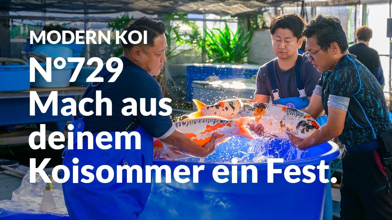 Alle Koi aus Auktion No. 729 im Detail erklärt | Konishi Koi News