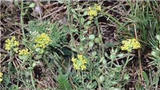 Gardening From Seeds : How to Plant Alyssum From Seeds