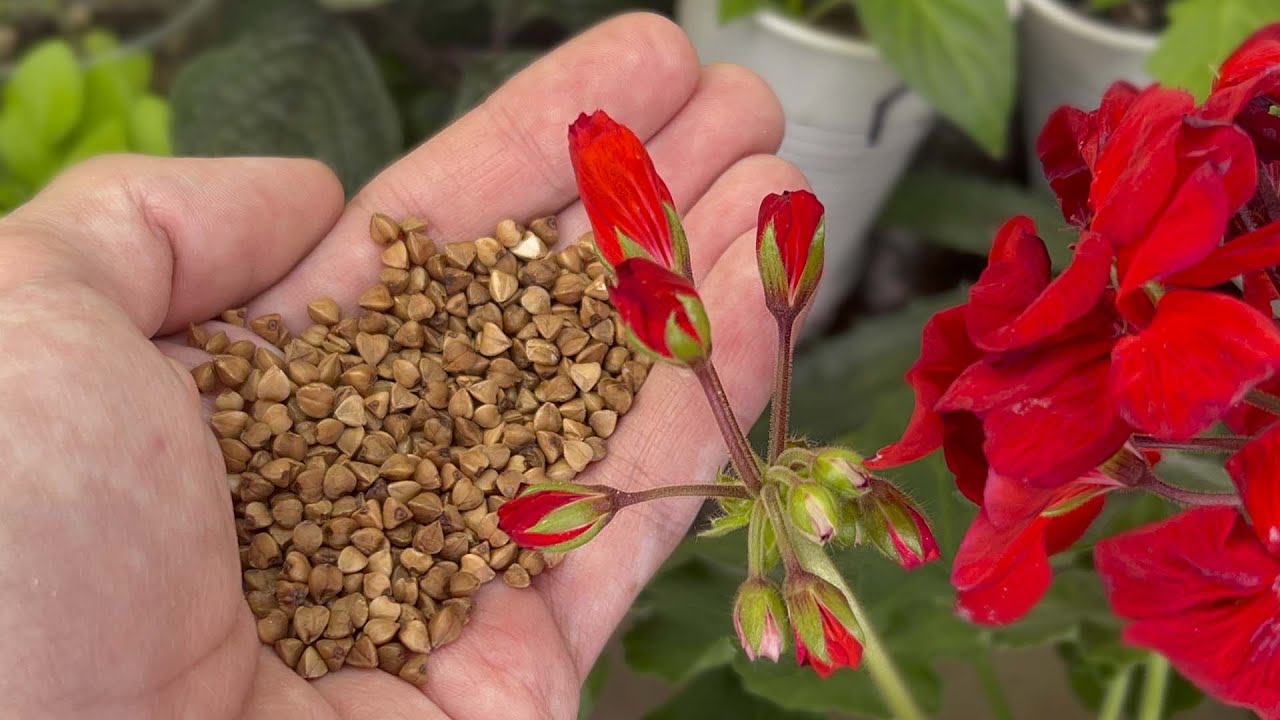 Sararmış Halsiz Kalmış Ev Çiçeklerine Son - Mimuu.com