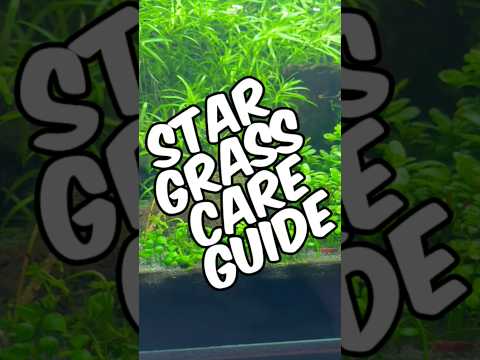 A Quick And Easy Heteranthera Zosterifolia “Stargrass” Care Guide For This Beautiful Aquarium Plant!