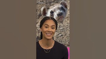 How Does De-Extinction Work?