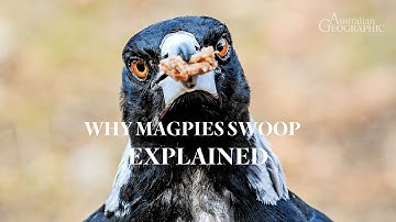 EXPLAINED: Why Magpies Swoop - The Science Behind Their Aggression