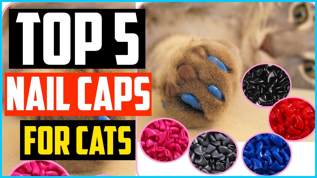 Dog Apparel Nail Caps Colorful Soft Cat Claw Paws Cover With Adhesives Glue  Pet Products Shoes Puppy From Leginyi, $4.52 | DHgate.Com