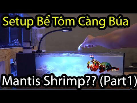 (Part 1) Hướng Dẫn Setup Bể Nuôi Tôm Mantis Shrimp  (Tôm Càng Búa - Tôm Đấm - Tôm Tích Chùy)