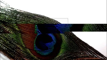 MimioView Document Camera