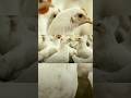 धंदा करायचा स्वप्न #poultry #chicken #birds #farming