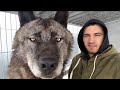 Самый большой волк на планете, The biggest wolf on the planet, Канадский волк, волк, крупный волк